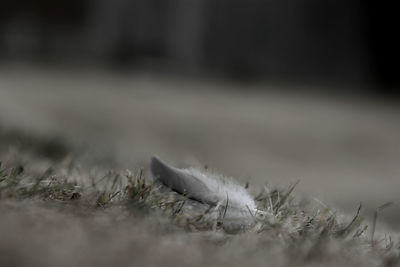 Close-up of dried plant on field