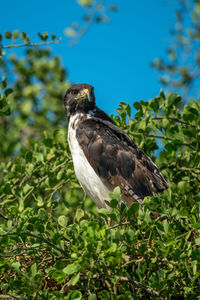 Immature augur buzzard eyeing camera from bush