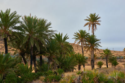 Palm trees on field against sky