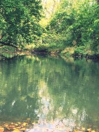 Reflection of trees in lake