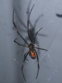 Close-up of spider on web