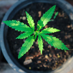 High angle view of potted plant