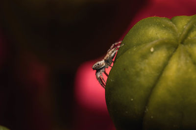 Close-up of insect on leaf