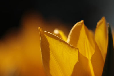 Close-up of wet leaf