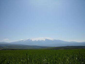 Scenic view of field against clear sky
