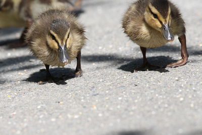 View of baby ducks