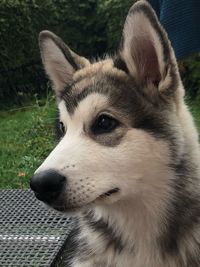 Close-up of dog looking away