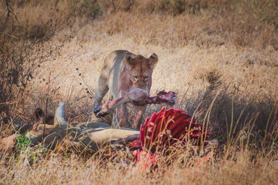 Lioness sitting on field