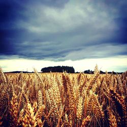 Scenic view of field against cloudy sky