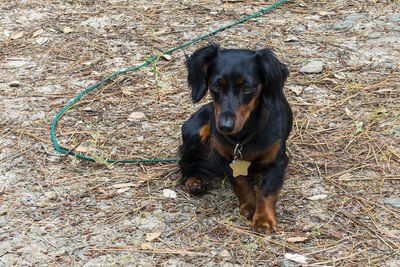 Portrait of dog on field