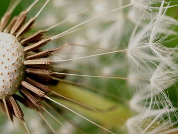 Close-up of dandelion