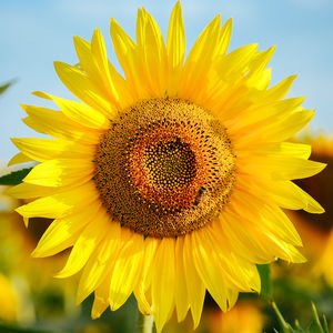 Close-up of sunflower