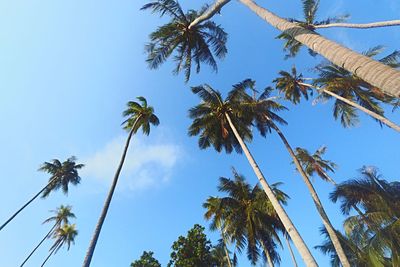 Low angle view of palm trees against sky