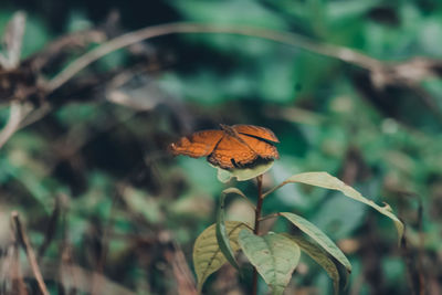 Close-up of butterfly on leaf