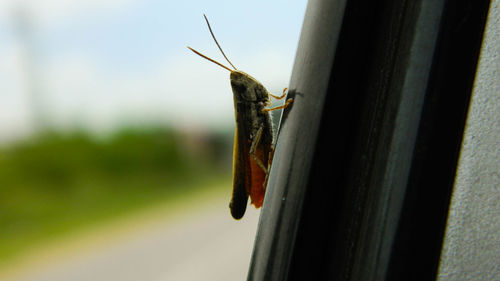 Close-up of insect