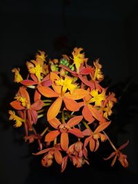 Close-up of orange flowering plant against black background