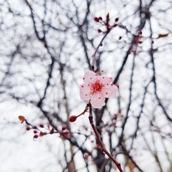 Low angle view of cherry blossoms in spring