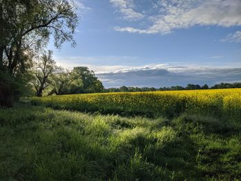 Scenic view of field against sky