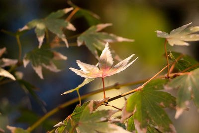 Close-up of plant in bloom