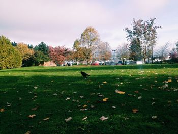 View of birds on grassy field in park