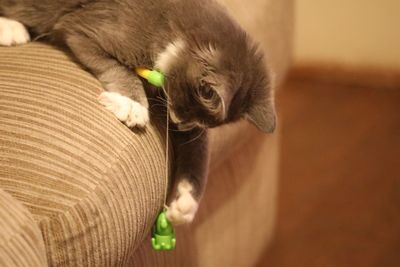 Close-up of a cat looking away