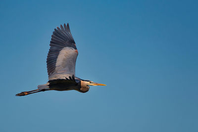 Low angle view of seagull flying