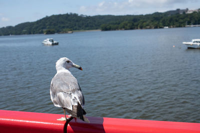 Seagull perching on a boat