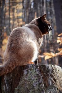 Siamese cat outdoors