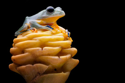 Close-up of fish against black background