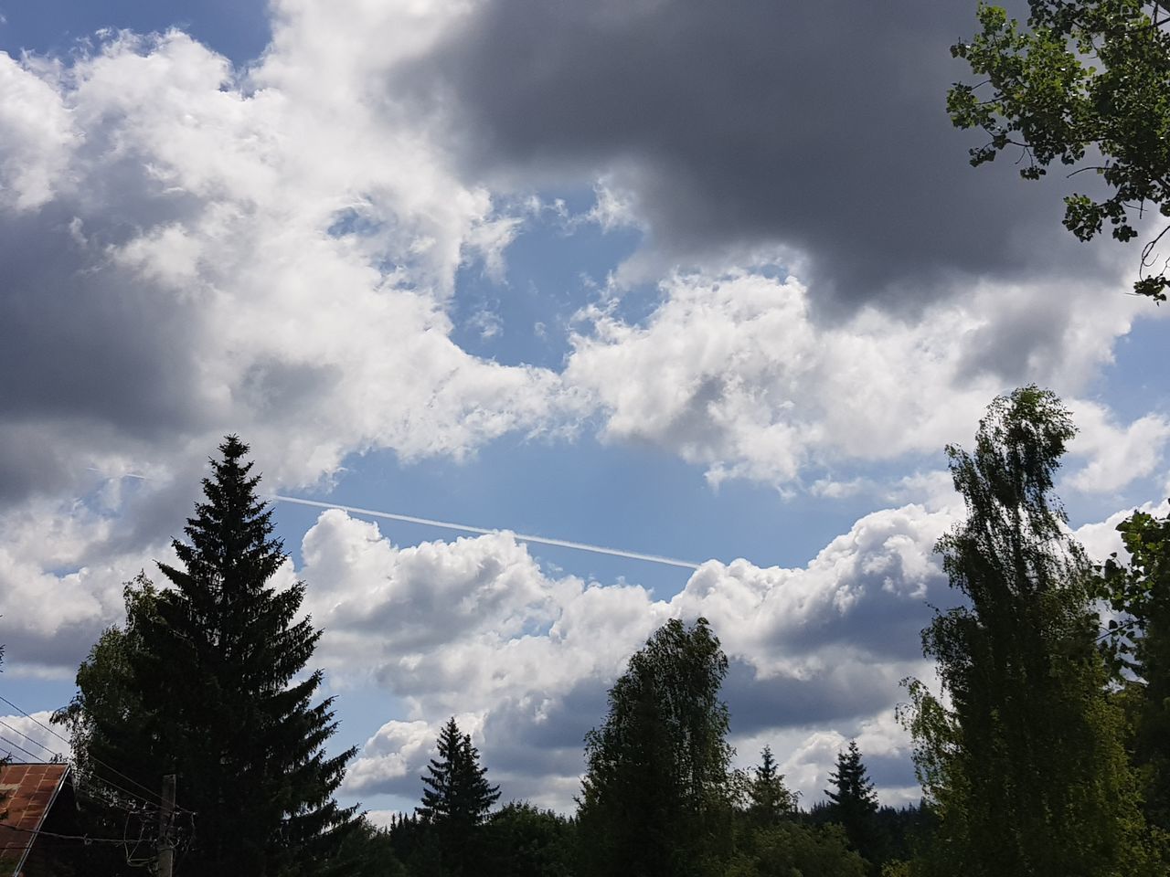 LOW ANGLE VIEW OF TREES AGAINST CLOUDS