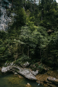 Scenic view of river in forest