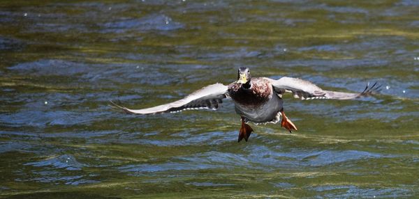 View of birds in water