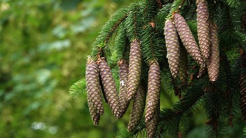 Close-up of pine cones on tree