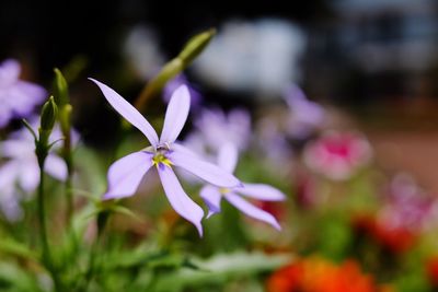 Close-up of bumblebee on flower