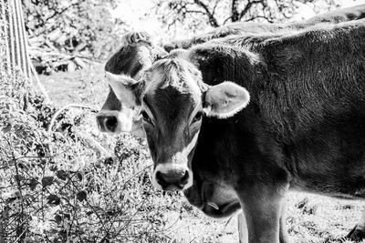 Portrait of cow standing on field