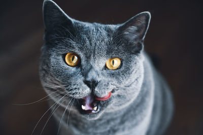 Close-up portrait of cat