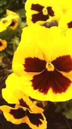 Close-up of yellow flower