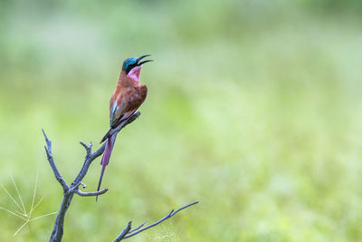 Close-up of bird perching on branch