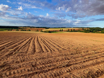 Scenic view of agricultural field against sky