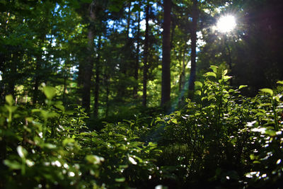 View of lush trees in forest