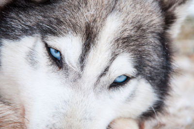 Portrait of a siberian husky dog