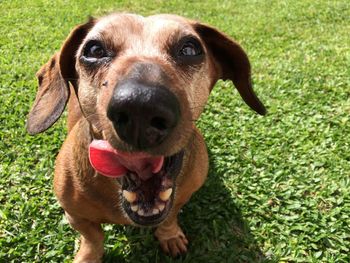 Close-up portrait of dog sitting on grass