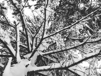 Low angle view of trees during winter