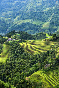 Scenic view of agricultural field