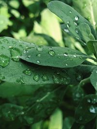 Close-up of wet plant leaves during rainy season