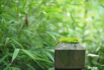 Close-up of plant growing in field
