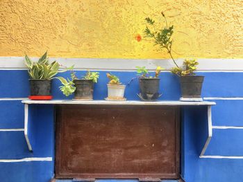 Potted plant against blue wall