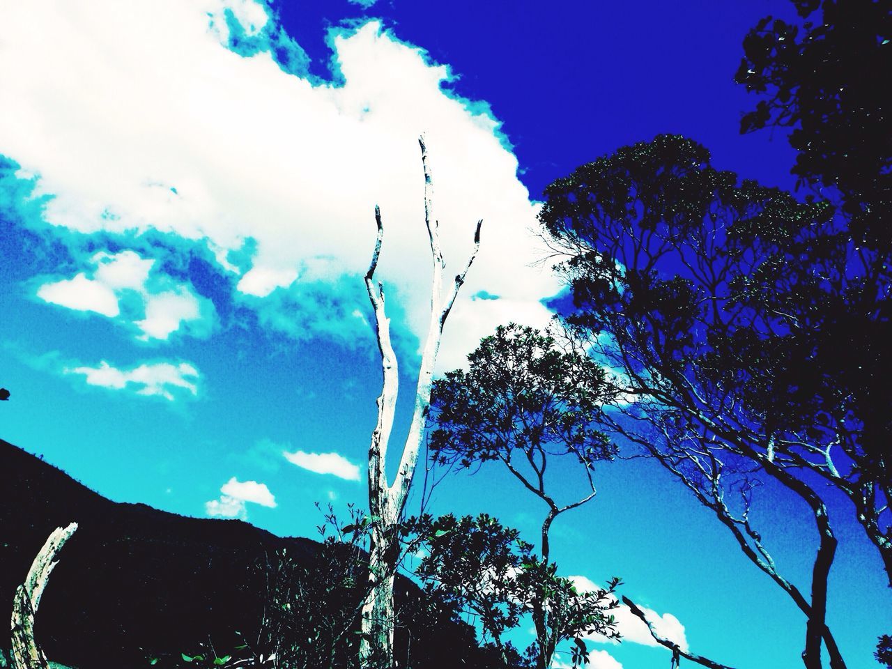 low angle view, blue, sky, tree, nature, beauty in nature, tranquility, branch, mountain, growth, silhouette, scenics, cloud - sky, sunlight, tranquil scene, cloud, day, outdoors, no people, bare tree