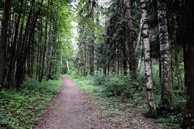 Road amidst trees in forest