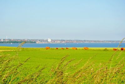 Scenic view of grassy field against clear sky